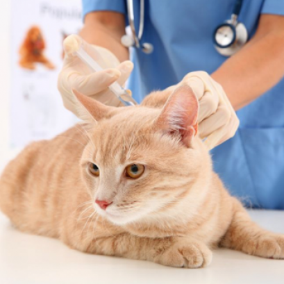 การฉีดวัคซีนที่จำเป็น (Kitten Vaccination Package)